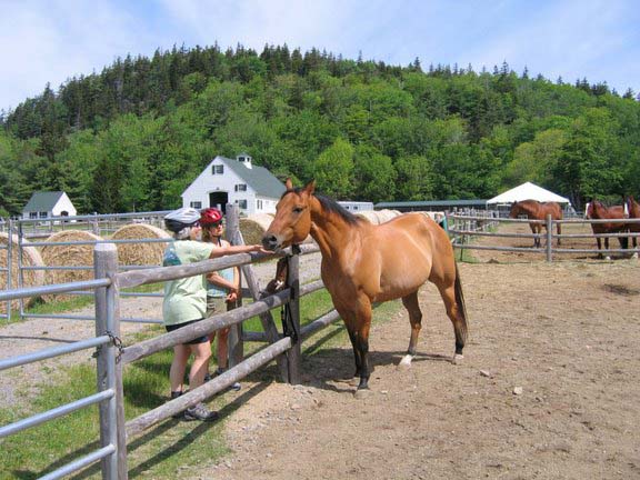 Horse at Wildwoods Stables (photo by Mark Malnati)