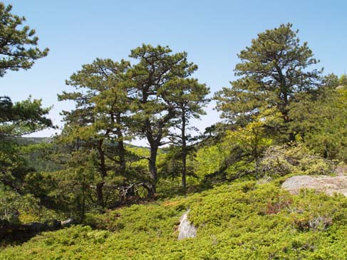 Pitch pines along Acadia Mountain Trail (photo by Sharon Sierra)