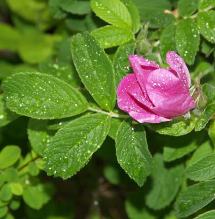 Rugosa rose (photo by Sharon Sierra)