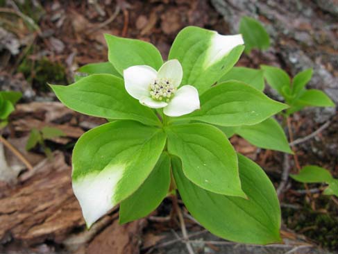 Bunchberry with white leaves (photo by Mark Malnati)