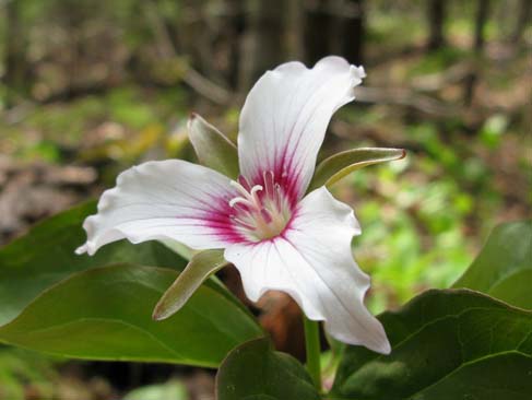 Painted trillium (photo by Mark Malnati)