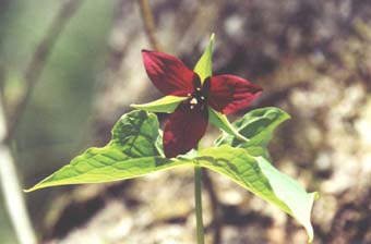 Red Trillium (photo by Sharon Sierra)