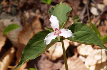 Painted Trillium (photo by Sharon Sierra)