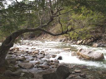 Franconia Brook (photo by Sharon Sierra)