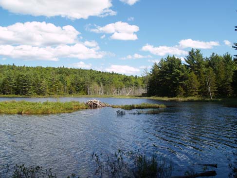 Upper Breakneck Pond and a beaver lodge (photo by Sharon Sierra)