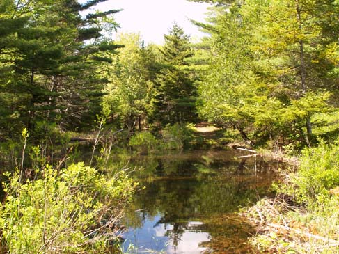 Breakneck Road (trail) flooded by a beaver pond (photo by Sharon Sierra)