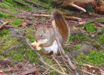 Squirrel eating fluffernutter (photo by Mark Malnati)