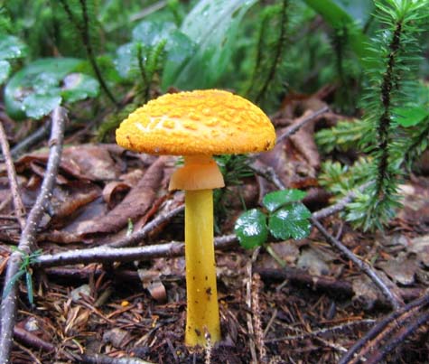 Mushroom (photo by Mark Malnati)