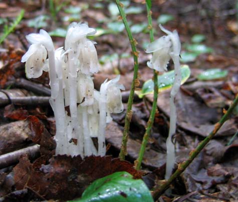 Indian pipes (photo by Mark Malnati)