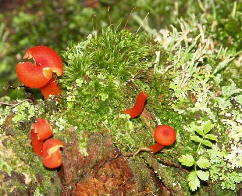 Mushrooms, moss, and lichen (photo by Sharon Sierra)