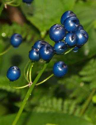 Bluebead lily berries (photo by Sharon Sierra)