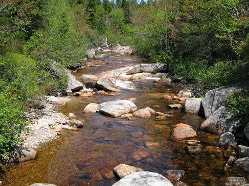 North Fork flowing along Ethan Pond Trail (photo by Mark Malnati)