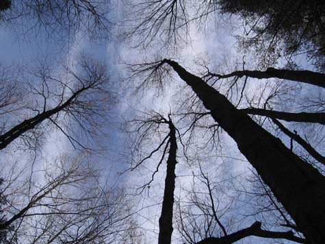 Trees (photo by Dennis Marchand)