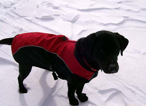 Tessa on the wind-sculpted snow (photo by Deb Hann)