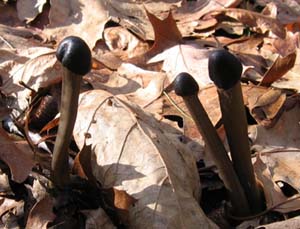 stinkhorn (photo by Mark Malnati)