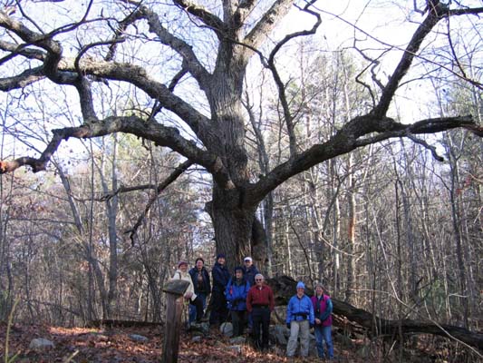 Big Oak (photo by Mark Malnati)