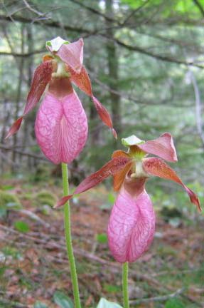 Pink Ladyslippers (photo by Mark Malnati)