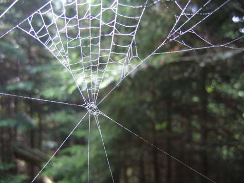 Spider web (photo by Mark Malnati)