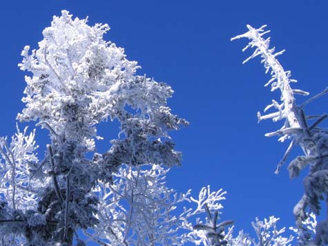 Snow-covered trees (photo by Mark Malnati)