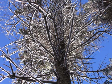 Ice-coated tree (photo by Mark Malnati)