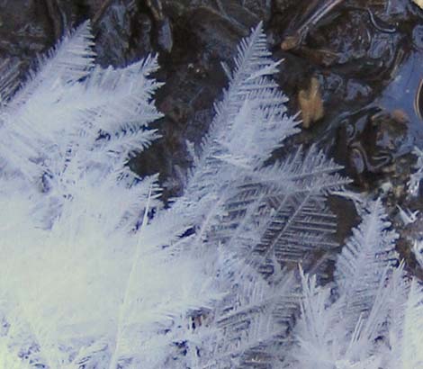 Ice crystals (photo by Mark Malnati)