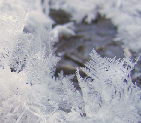 Ice crystals (photo by Mark Malnati)