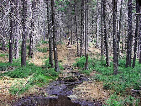 Trail (photo by Sue Murphy)