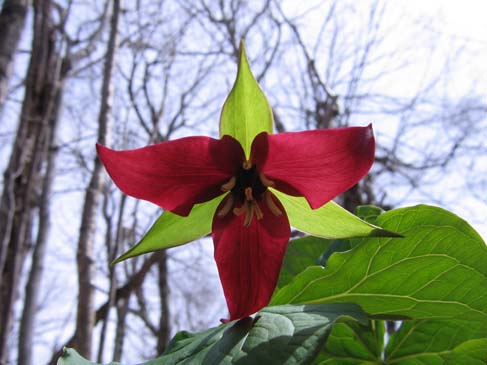 Red trillium (photo by Mark Malnati)