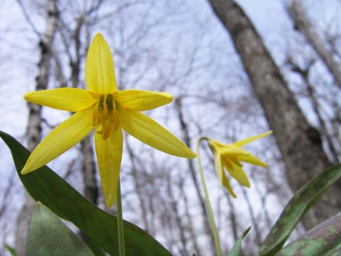 Trout lily (photo by Mark Malnati)