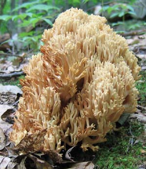 White coral fungi (photo by Mark Malnati)