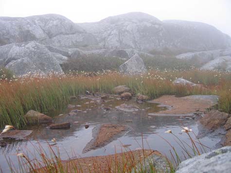 Alpine bog rimmed by cotton sedge (photo by Mark Malnati)