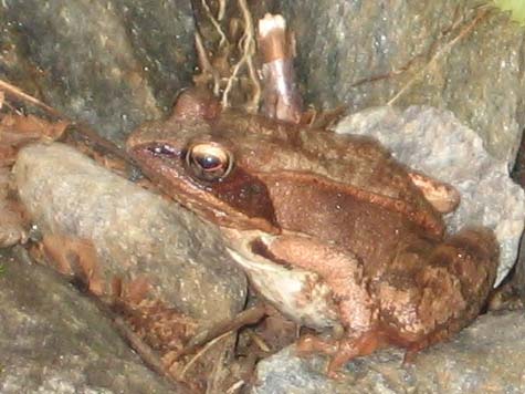 Wood frog (photo by Dennis Marchand)