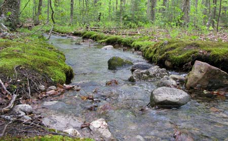 Mossy brook (photo by Mark Malnati)