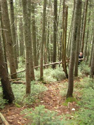 Mark climbing up a steep part of Mount Nancy Trail (photo by Mary Sheldon)