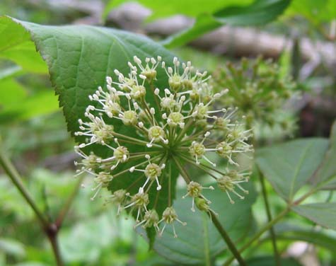 Wild sarsaparilla (photo by Mark Malnati)