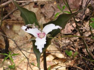 Painted Trillium (photo by Dennis Marchand)