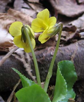 Yellow violet (photo by Mark Malnati)