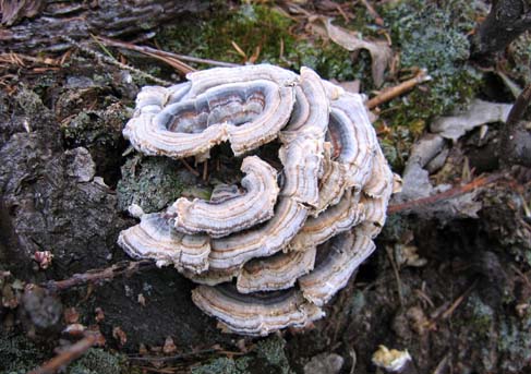 Turkey tail fungi (photo by Mark Malnati)