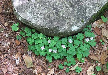 Wood Sorrel (photo by Sue Murphy)