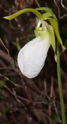 White ladyslipper (photo by Sharon Sierra)