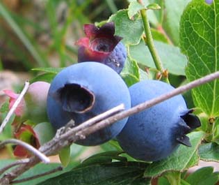 Blueberries (photo by Mark Malnati)