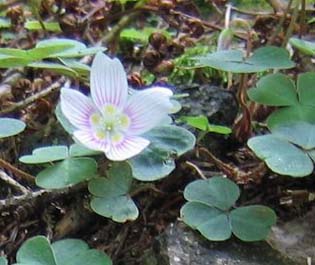 Wood sorrel (photo by Mark Malnati)