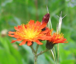 Orange hawkweed (photo by Mark Malnati)