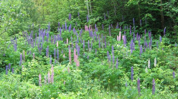 Lupines (photo by Mark Malnati)