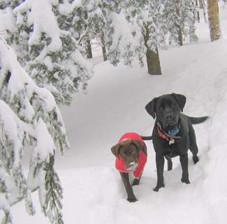 Quincy and Tessa on the trail (photo by Mark Malnati)