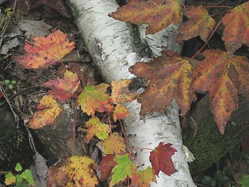 Fall color (photo by Sue Murphy)