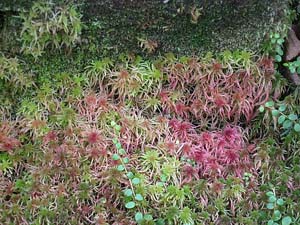 Spaghnum moss (photo by Sue Murphy)