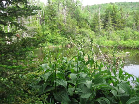 Pond (photo by Dennis Marchand)