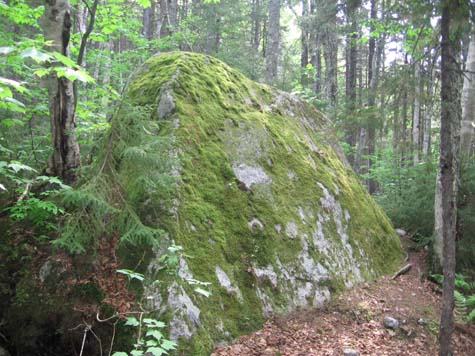 Moss-covered rock (photo by Dennis Marchand)