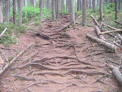 Trail of roots (photo by Mark Malnati)